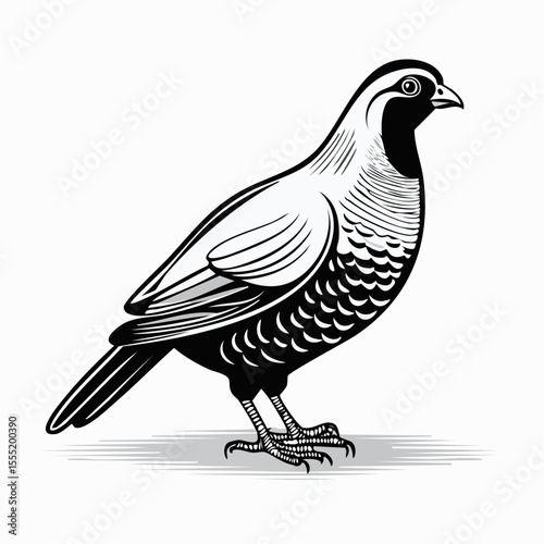 Fototapete Partridge bird