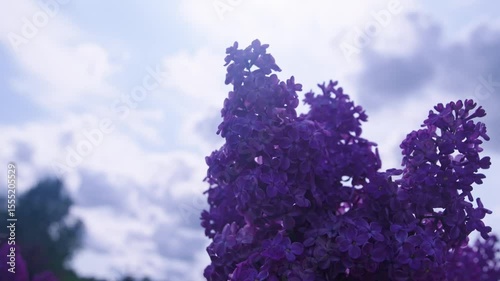 Vibrant Purple Lilac Blossoms in Bloom Against a Soft Cloudy Sky Outdoors