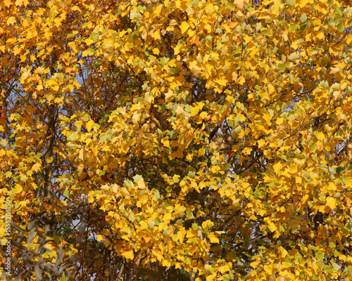 Glory of yellow autumn leves in the sun rays