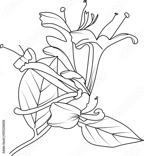 Set of a decorative stylized honeysuckle flower isolated on a white background. Highly detailed vector illustration, doodling, and zentangle style, tattoo design, blossom honeysuckle line drawing