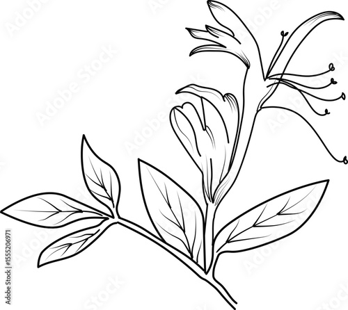 Vector sketch of honeysuckle flowers. Vector illustration of a Beautiful calla flower with a bouquet of yellow calla flowers and leaves. vintage floral vector illustration, detailed flower coloring pa