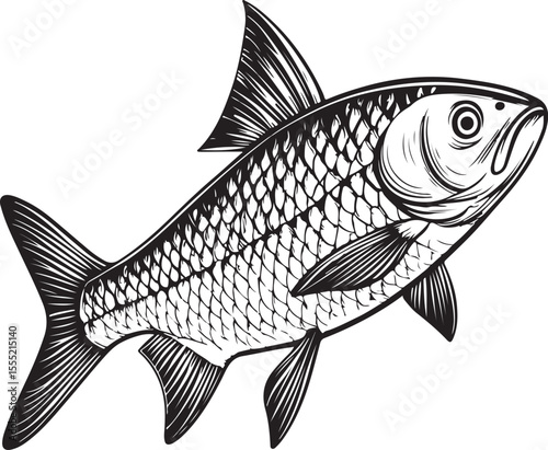 Roach Fish Vector Illustration, Sketch Drawing Line Linear Symbol Icon Engraving Coloring Book, Hand-drawn Black and White Isolated