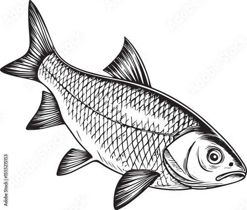 Roach Fish Vector Illustration, Sketch Drawing Line Linear Symbol Icon Engraving Coloring Book, Hand-drawn Black and White Isolated