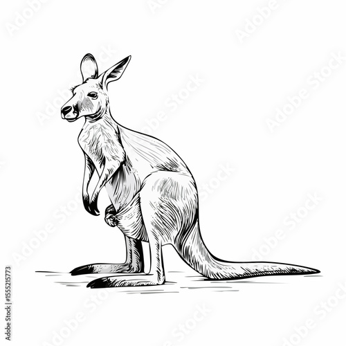 Kangaroo standing sketch Vector Image isolated on white background.