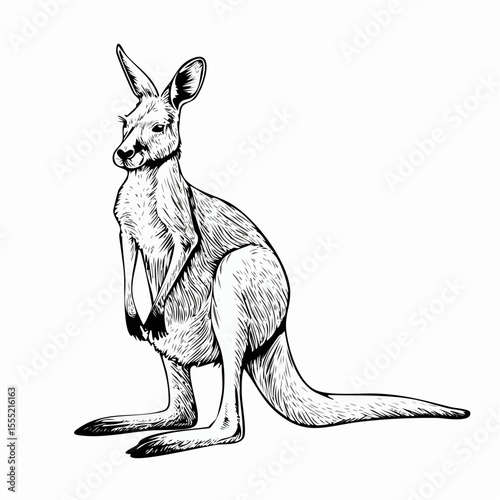 kangaroo with baby