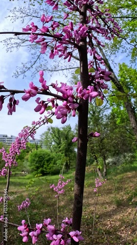 Cercis, Magnoliopsida - Judas tree in a garden, Odessa.