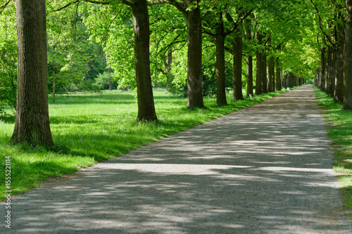 Green park alley with trees in perspective, scenic walkway for relaxation and nature background