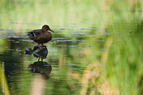 kaczka stojąca na kamieniu nad wodą © Piotr