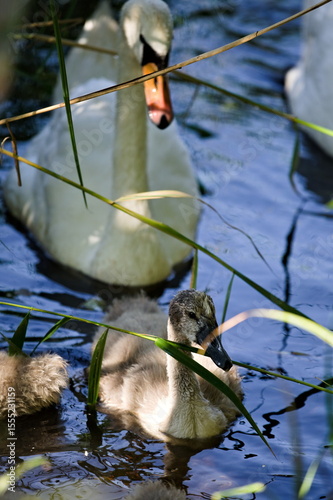 łabędź z małym łabędziem na wodzie © Piotr