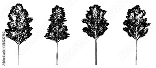Set or collection of European Aspen trees as black line drawing silhouette on white background. Concept or conceptual vector for nature, planet, ecology conservation, strength, endurance and  beauty