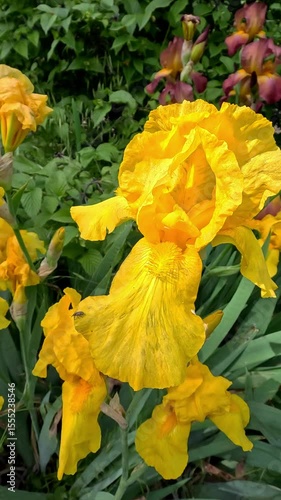 Blooming of yellow flowers of decorative iris in the garden, Odessa