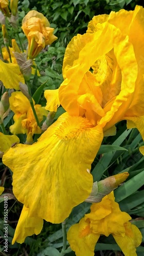 Blooming of yellow flowers of decorative iris in the garden, Odessa