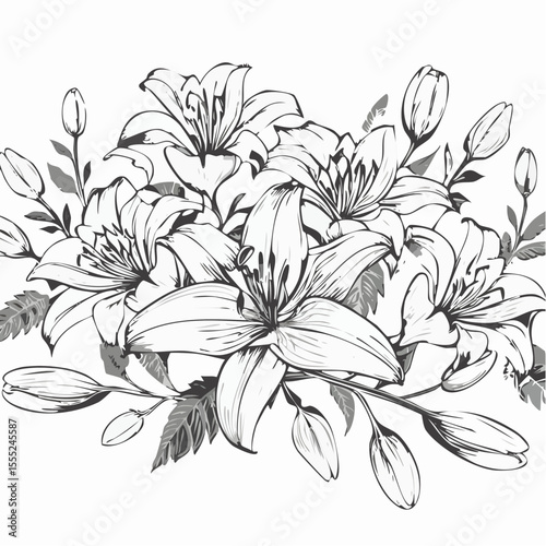 Lily flowers branch with flowers and buds vector illustration on white background