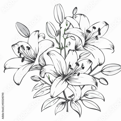 Lily flowers branch with flowers and buds vector illustration on white background