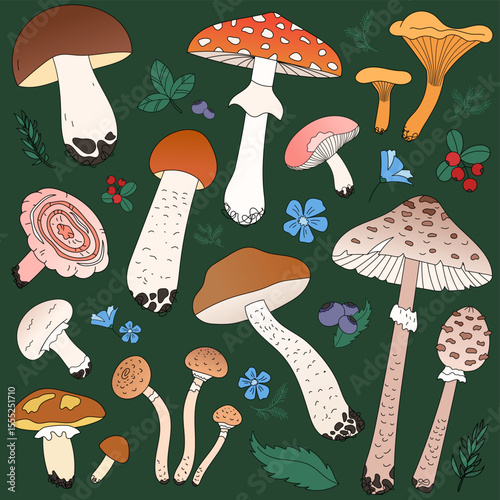 Set of wild mushrooms, boletus, fly agaric, champignon, chanterelles, coral milky cap. Berries of the forest, cranberries and blueberries, green leaves and twigs. Vector illustration 