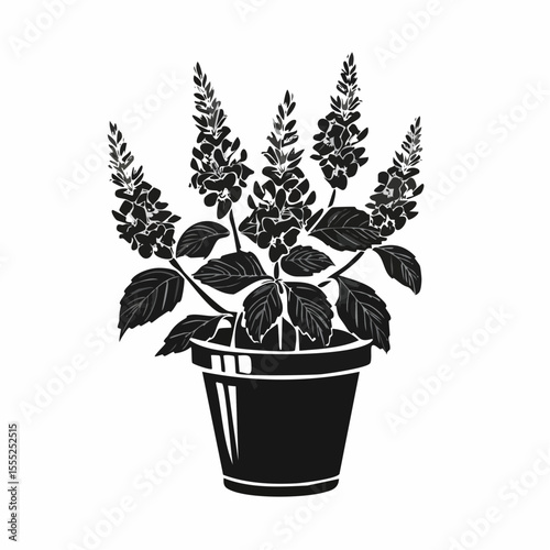 Salvia Splendens Blooms in Elegant Black Pot image vector isolated on white background.