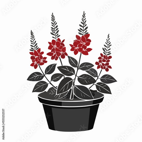 Salvia Splendens Blooms in Elegant Black Pot image vector isolated on white background.