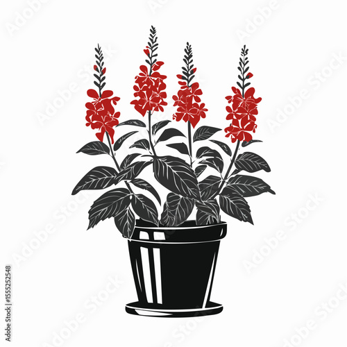 Salvia Splendens Blooms in Elegant Black Pot image vector isolated on white background.