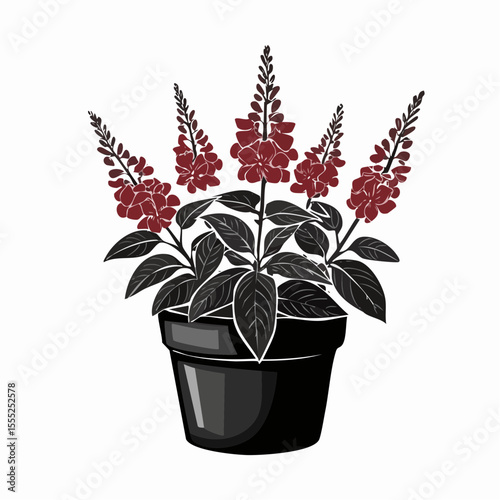Salvia Splendens Blooms in Elegant Black Pot image vector isolated on white background.