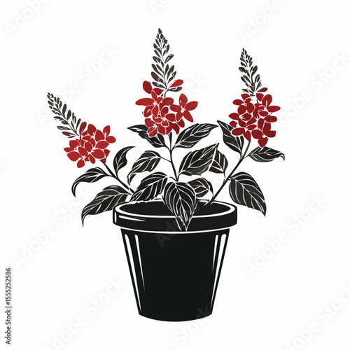 Salvia Splendens Blooms in Elegant Black Pot image vector isolated on white background.