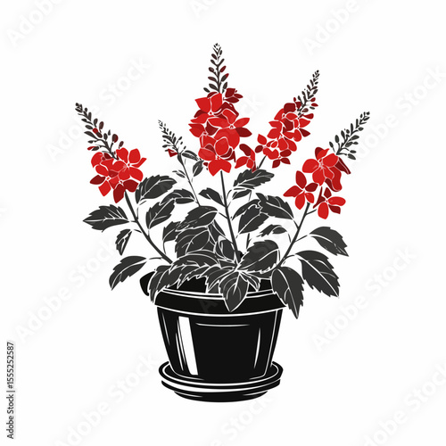 Salvia Splendens Blooms in Elegant Black Pot image vector isolated on white background.