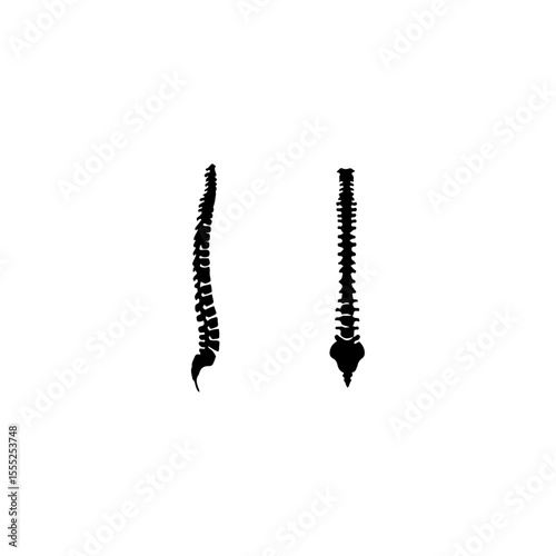 Human spine set icon flat vector design.