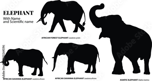 Elephant Species Silhouette Vector Set with Scientific Names – African and Asiatic Elephants Collection