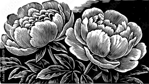 Blooming peony with layered petals and lush shape, a black and white sketch vector hand drawn
