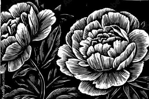 Blooming peony with layered petals and lush shape, a black and white sketch vector hand drawn
