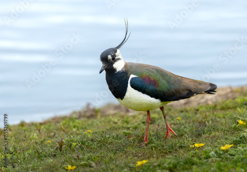 Lapwing - Vanellus vanellus