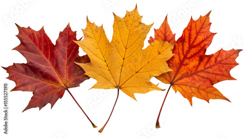 Realistic Isolated Autumn Maple Leaves in Various Colors — Red, Yellow, Orange, and Brown Foliage Collection