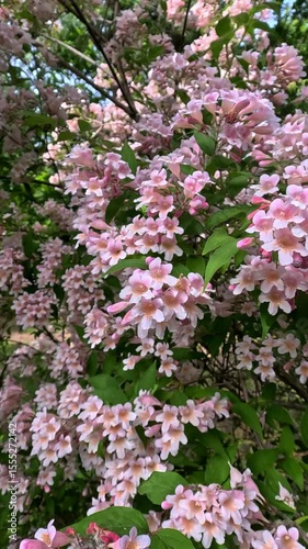Вeauty bush Kolkwitzia amabilis, blooming pink spotted flowers bush against blue sky in garden