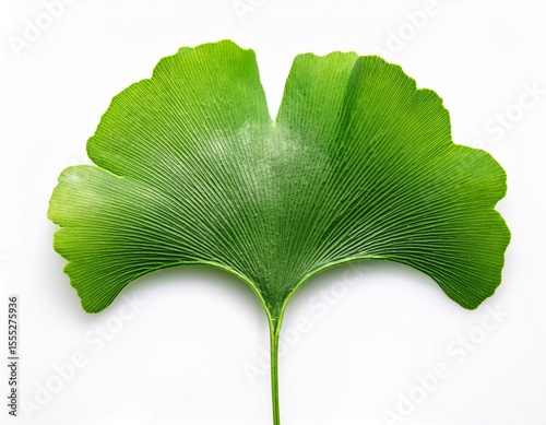 green ginkgo biloba leaf with its characteristic fan shape and visible veins isolated on a white background