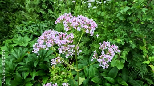 Valeriana officinalis, inflorescence with pink flowers against the background of green foliage in the garden