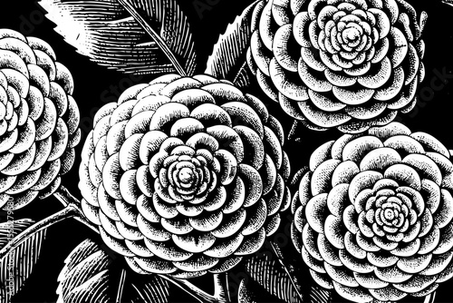 Camellia flower with spiral petals and a dense floral structure, a black and white sketch vector hand drawn
