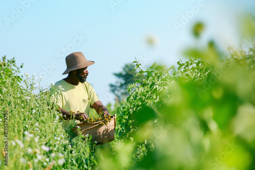 Candid scene of a person working in a lush green crop field under soft clouds, wearing a straw hat