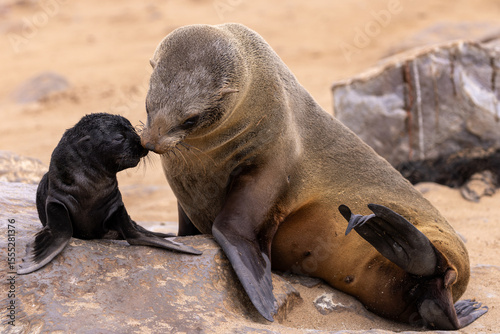 fur seal at cape cross, Namibia
