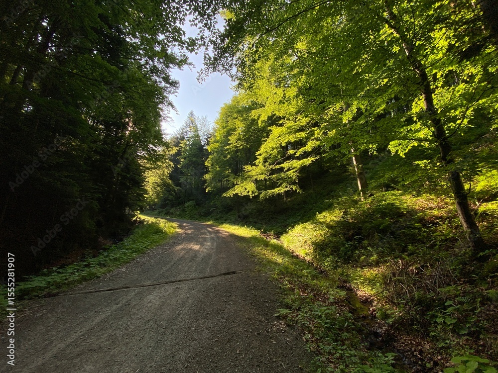 Obraz premium Wiosna, las, dużo zieleni, spokój, relax.