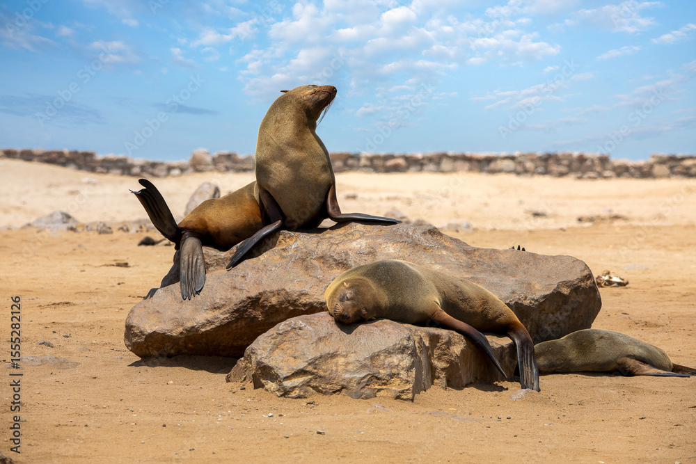 Fototapeta premium Fur seal in cape cross, Namibia.