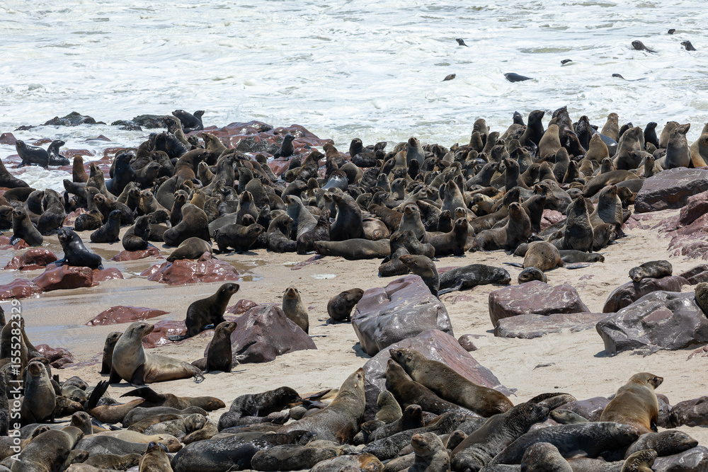 Fototapeta premium Fur seal in cape cross, Namibia.