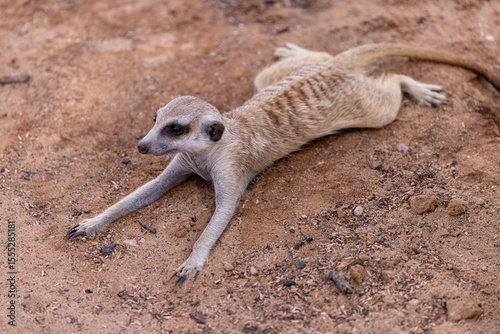 Billede på lærred Meerkat at kgalagadi transfrontier park