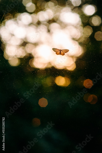 Obraz na płótnie motyl