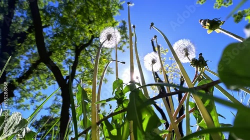 Fluffy seeds of dandelion medicinal among green grass,