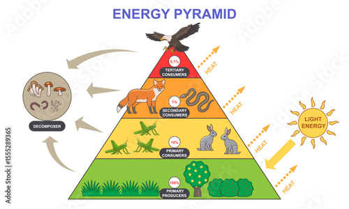Energy pyramid diagram. Educational infographic with food chain from plants to carnivorous predators. Labeled biomass representation graphic. Bioproductivity levels ecosystem. Flat vector illustration