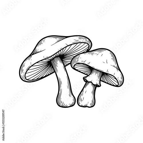 mushrooms isolated on white background