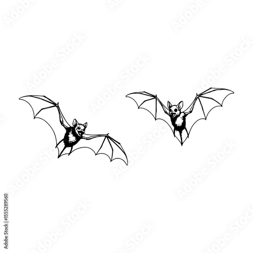 spider on a white background