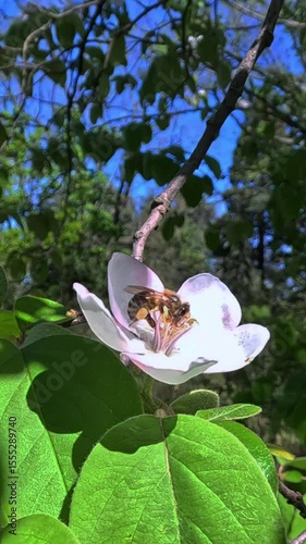 A bee on a white tree flower with pollen on its legs collects nectar in the garden