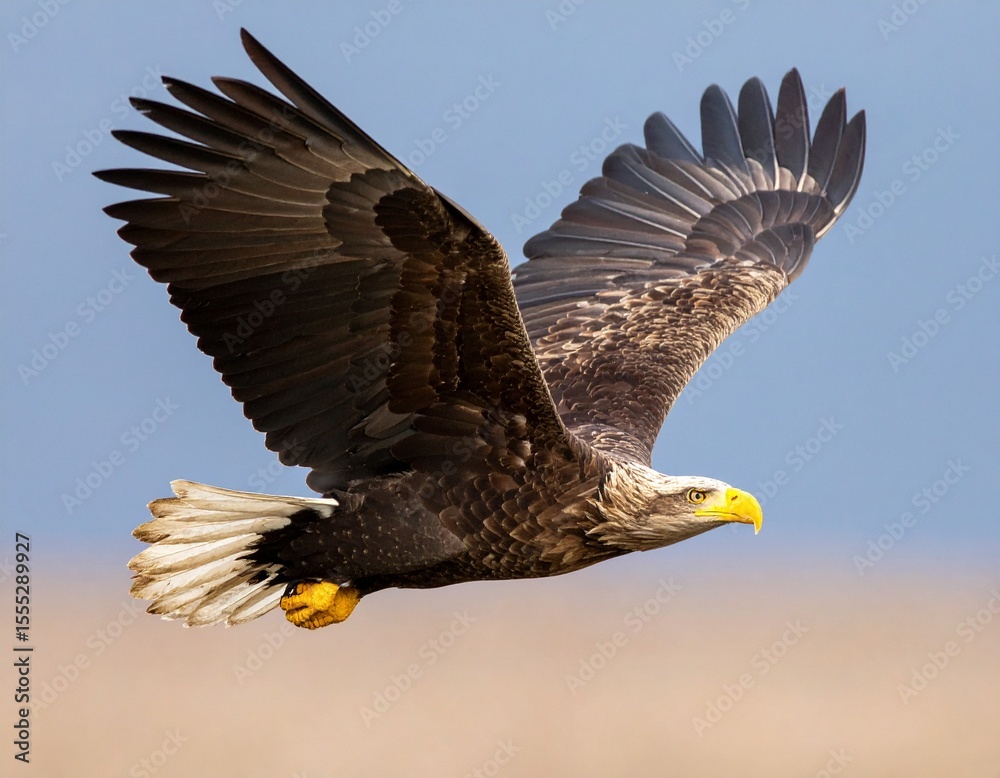 Fototapeta premium eagle flying