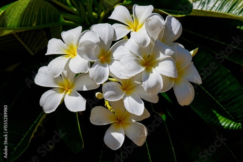 frangipani flowers on the tree