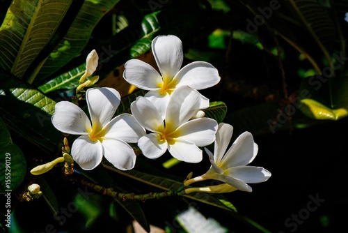 white frangipani flowers
